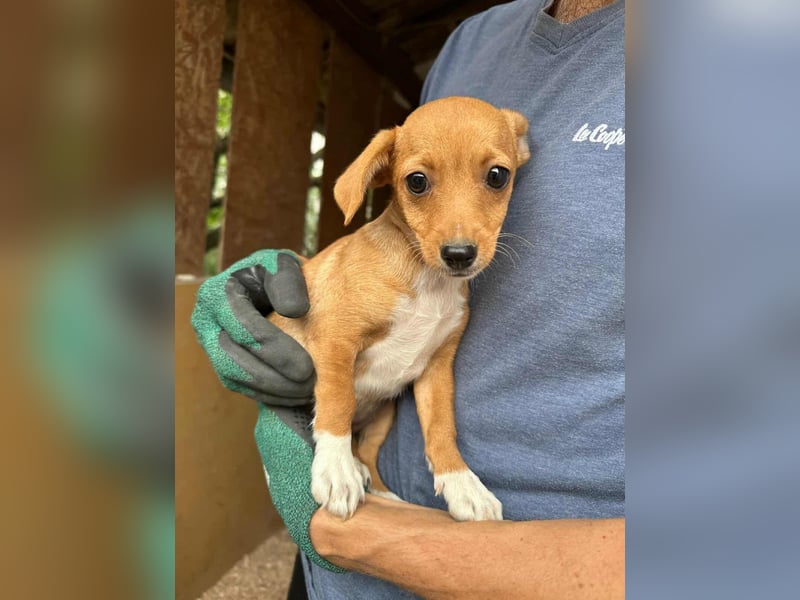 Dolly, geboren 02.07.2025 sucht ihr Zuhause