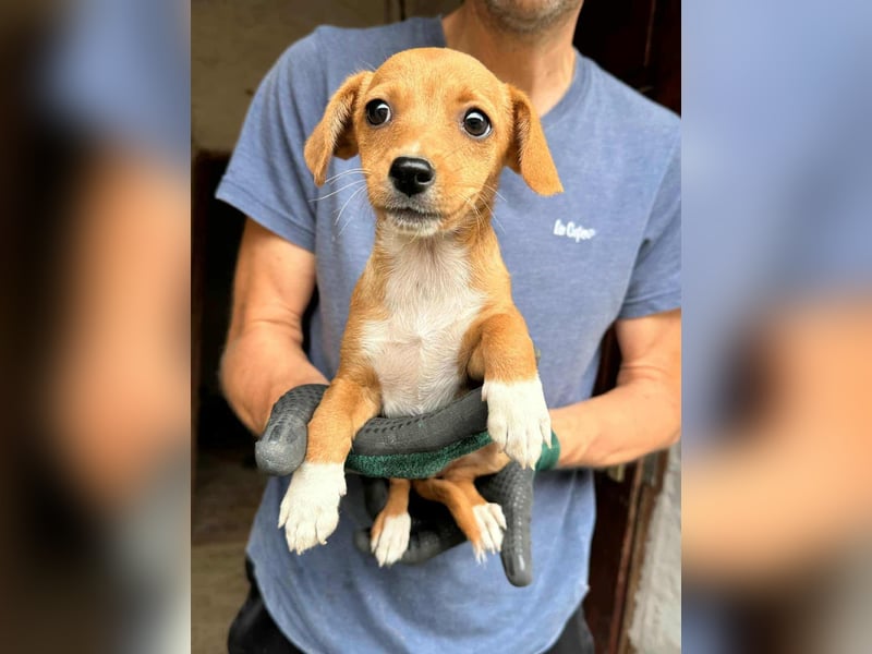 Dolly, geboren 02.07.2025 sucht ihr Zuhause