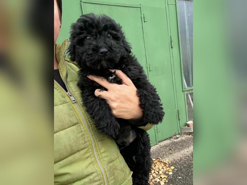 Virag, geboren 04.09.2025, 19cm sucht ihre Chance