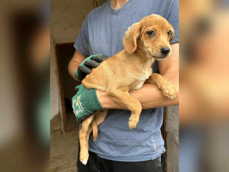Dennis, geboren 02.07.2025 sucht seine Chance