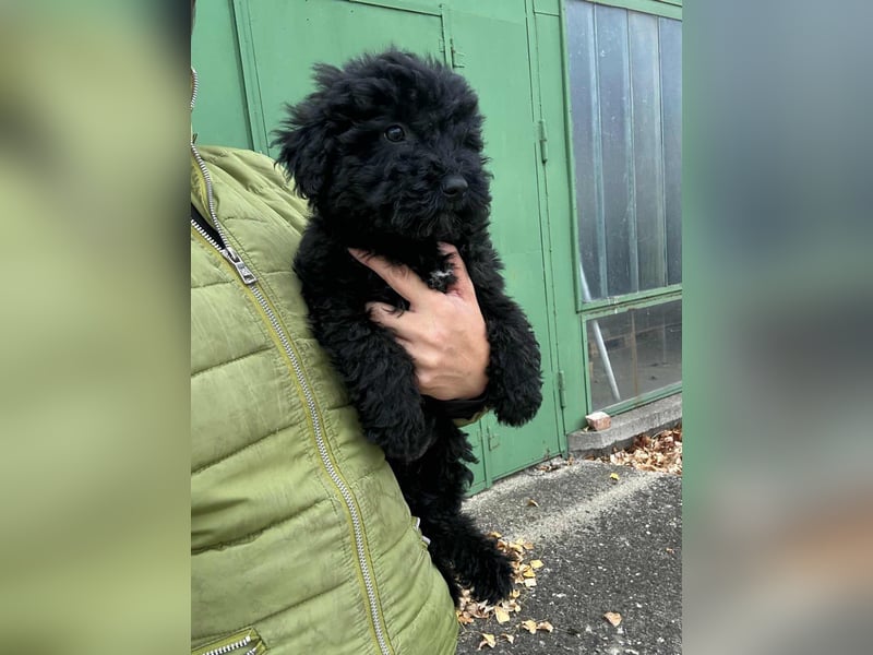 Virag, geboren 04.09.2025, 19cm sucht ihre Chance