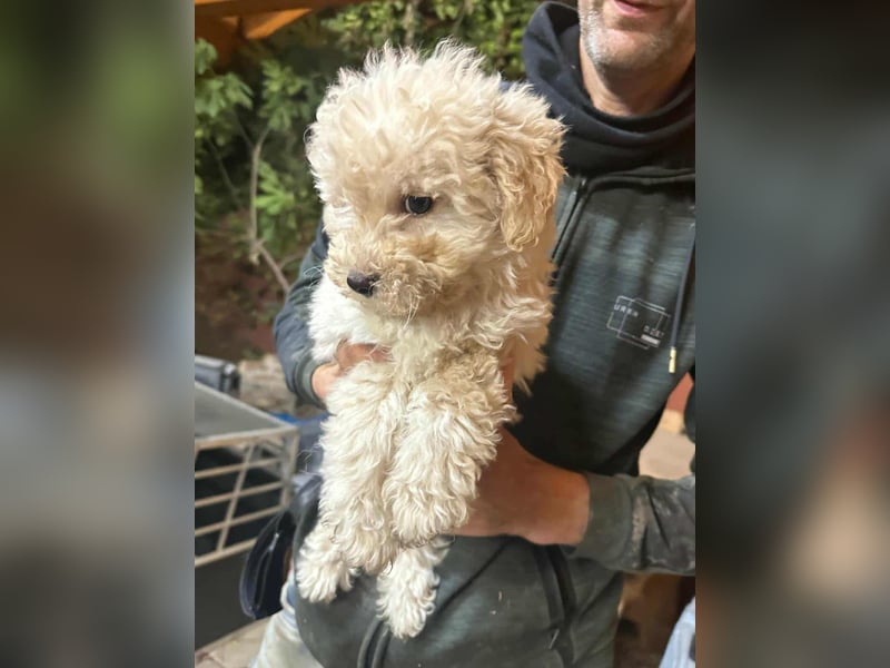 Teddy, geboren 04.09.2025, 20cm sucht sein Körbchen
