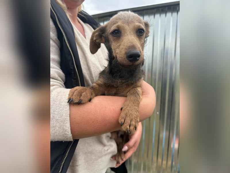 Soma, geboren 02.07.2025, 24cm sucht sein Zuhause (Pflegestelle Deutschland)