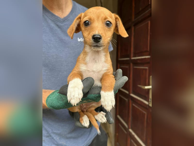 Dolly, geboren 02.07.2025 sucht ihr Zuhause