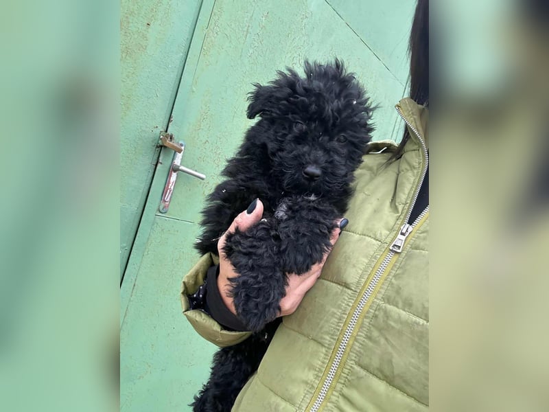 Virag, geboren 04.09.2025, 19cm sucht ihre Chance