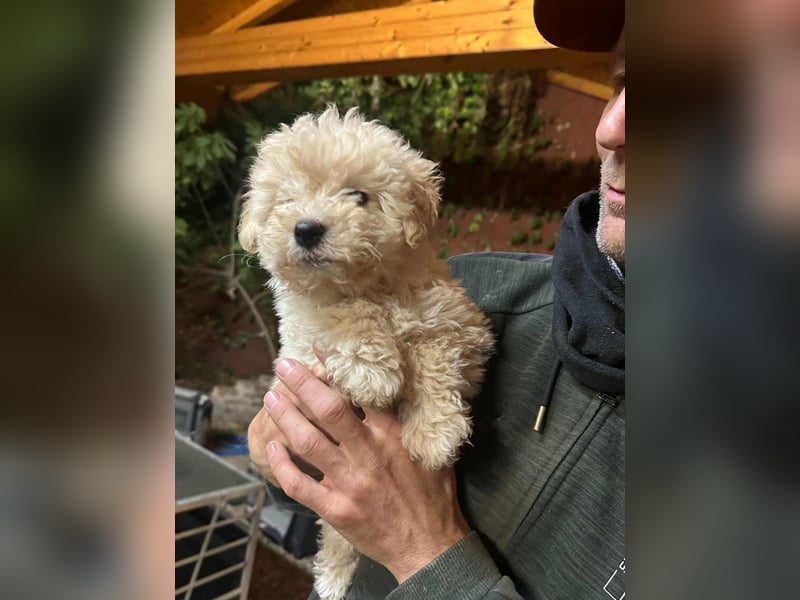 Teddy, geboren 04.09.2025, 20cm sucht sein Körbchen