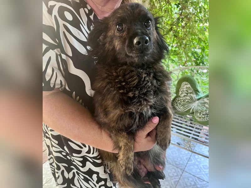 Maci, geboren 14.08.2017, 25cm sucht Geborgenheit (Pflegestelle Deutschland)