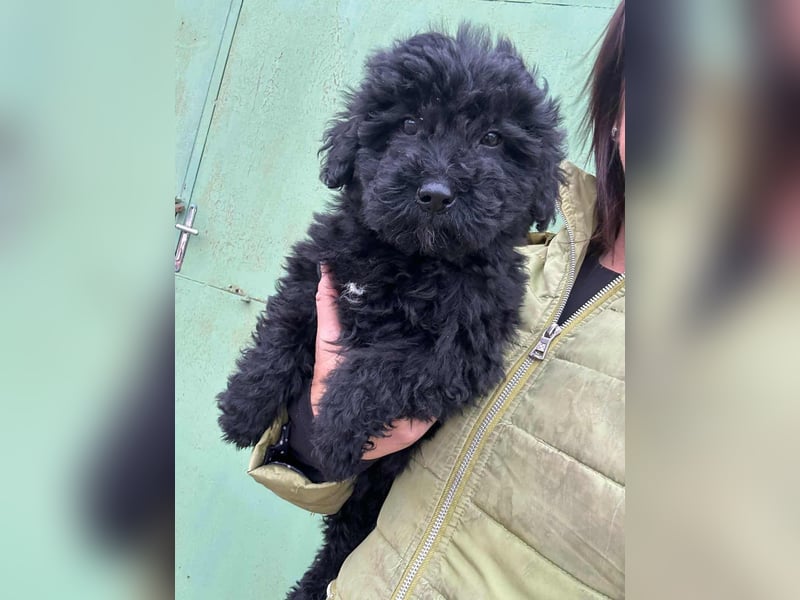 Cooper, geboren 04.09.2025, 20cm sucht seine Menschen