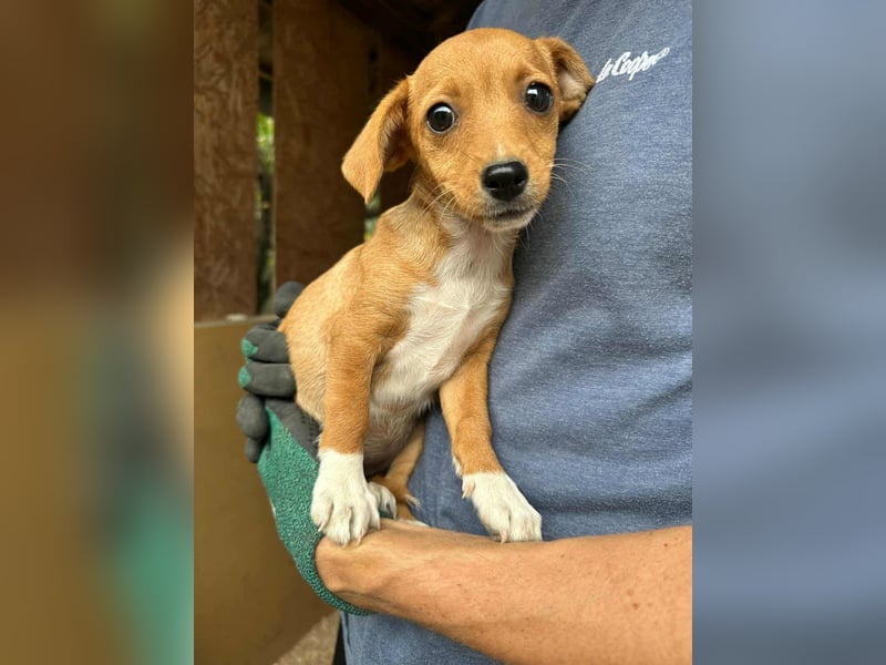 Dolly, geboren 02.07.2025 sucht ihr Zuhause