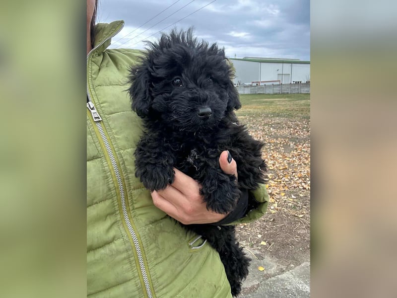 Luca, geboren 04.09.2025, 20cm sucht ihr Körbchen