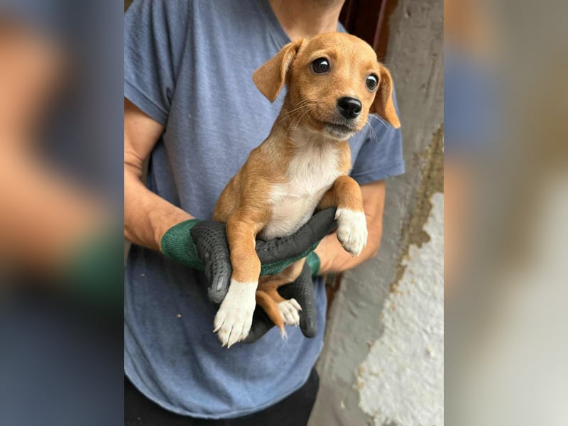 Dolly, geboren 02.07.2025 sucht ihr Zuhause