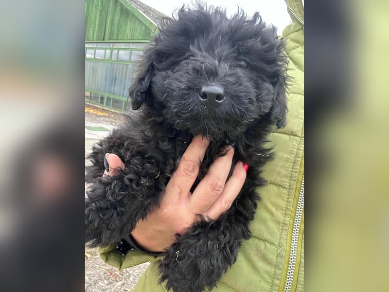 Luca, geboren 04.09.2025, 20cm sucht ihr Körbchen