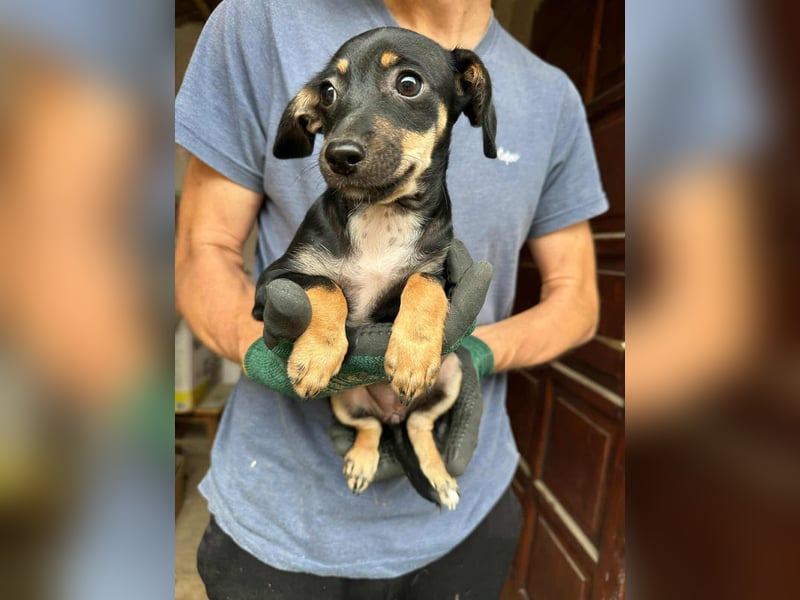 Donna, geboren 02.07.2025 sucht tierliebe Menschen