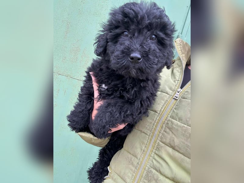 Cooper, geboren 04.09.2025, 20cm sucht seine Menschen