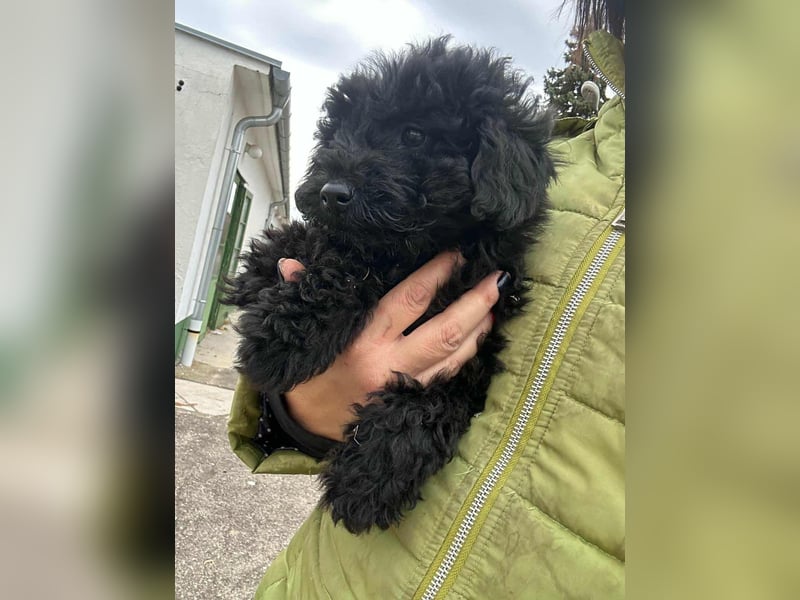 Luca, geboren 04.09.2025, 20cm sucht ihr Körbchen