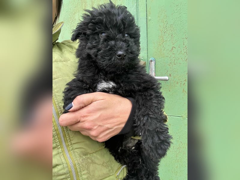 Virag, geboren 04.09.2025, 19cm sucht ihre Chance