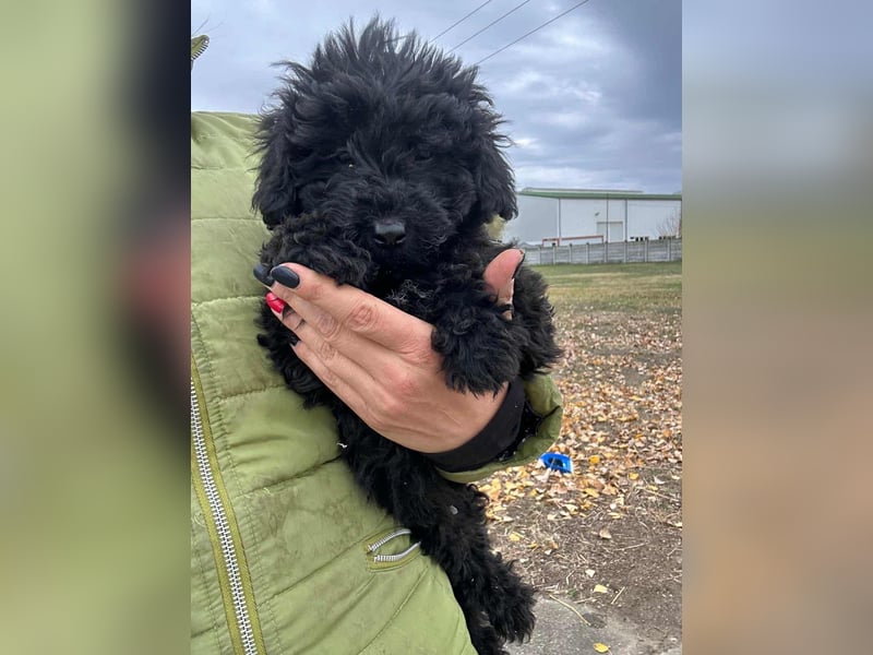 Luca, geboren 04.09.2025, 20cm sucht ihr Körbchen