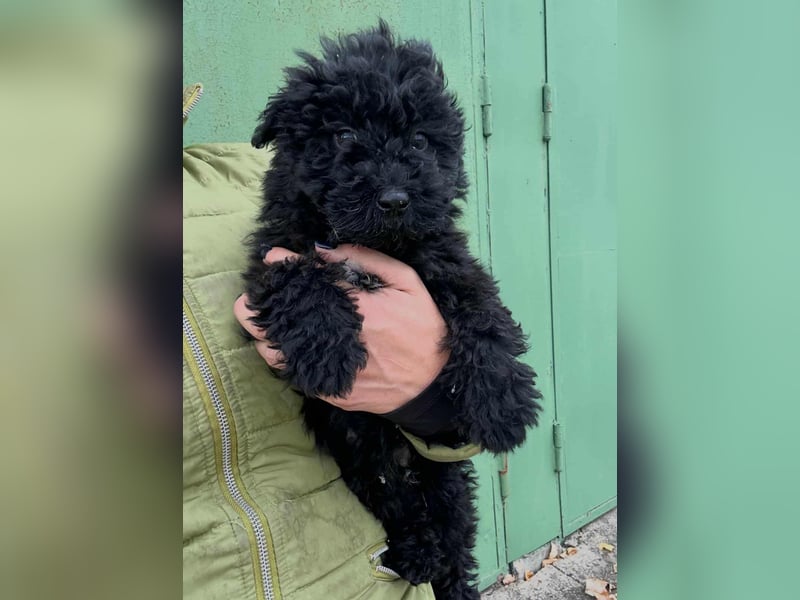 Virag, geboren 04.09.2025, 19cm sucht ihre Chance