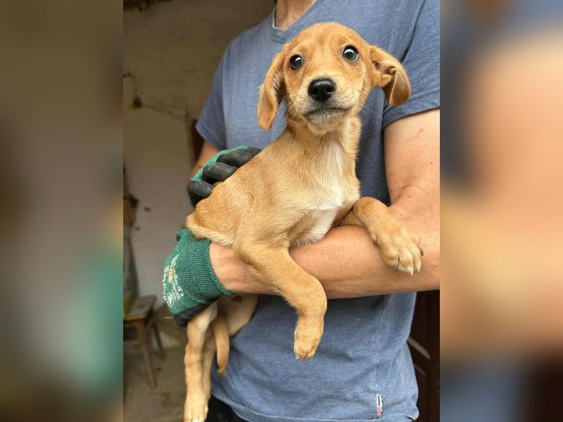 Dennis, geboren 02.07.2025 sucht seine Chance