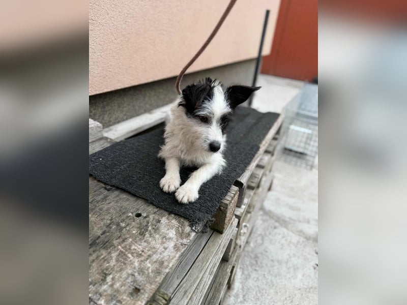 Lulu, geboren 10.04.2024, 27cm sucht ihr Körbchen