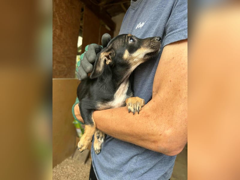 Donna, geboren 02.07.2025 sucht tierliebe Menschen