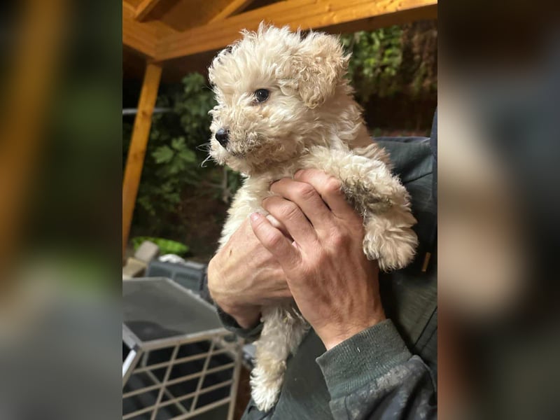 Teddy, geboren 04.09.2025, 20cm sucht sein Körbchen