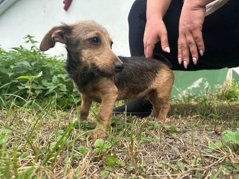 Soma, geboren 02.07.2025, 24cm sucht sein Zuhause (Pflegestelle Deutschland)