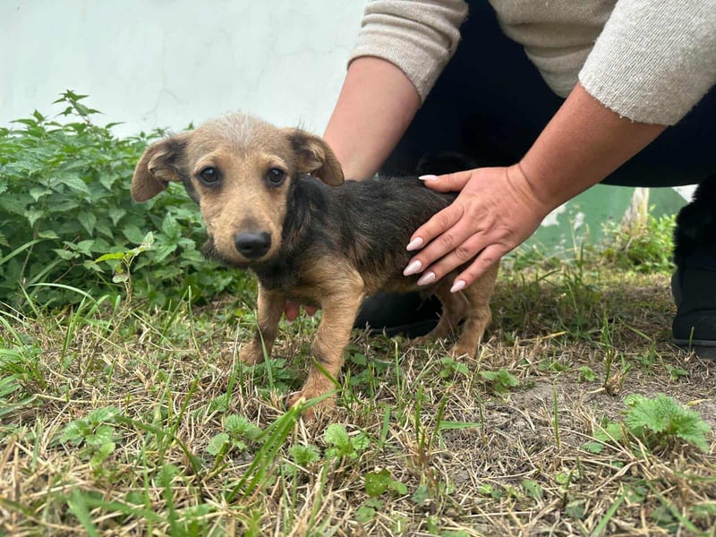 Soma, geboren 02.07.2025, 24cm sucht sein Zuhause (Pflegestelle Deutschland)