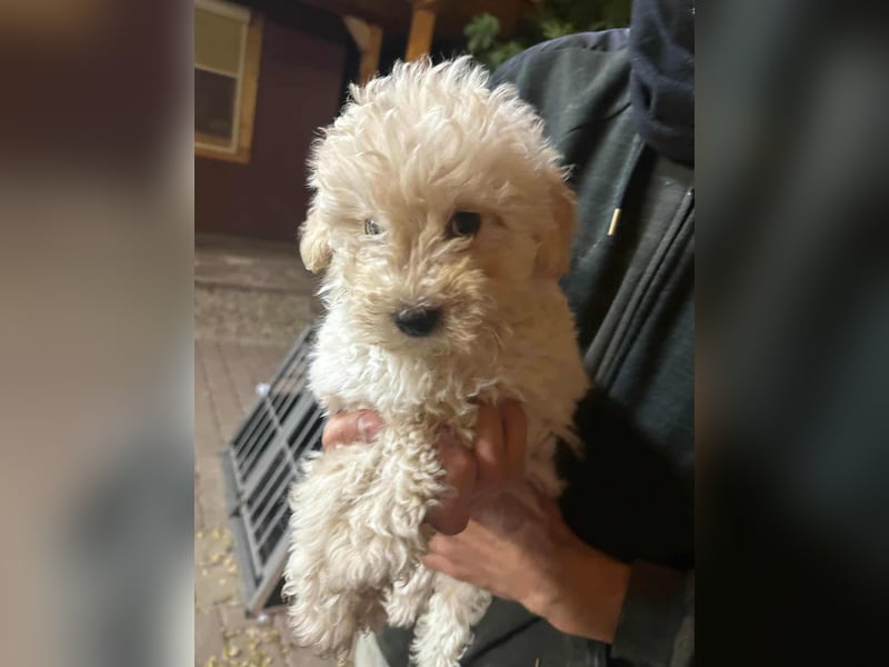 Teddy, geboren 04.09.2025, 20cm sucht sein Körbchen