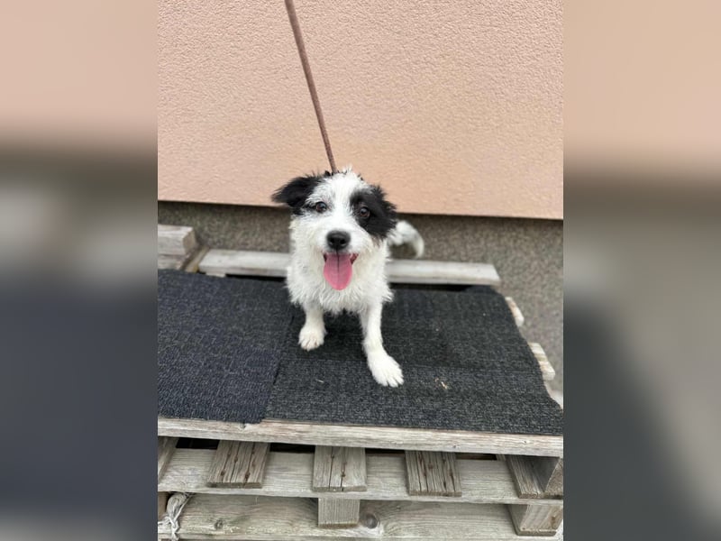 Lulu, geboren 10.04.2024, 27cm sucht ihr Körbchen