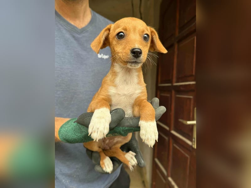 Dolly, geboren 02.07.2025 sucht ihr Zuhause