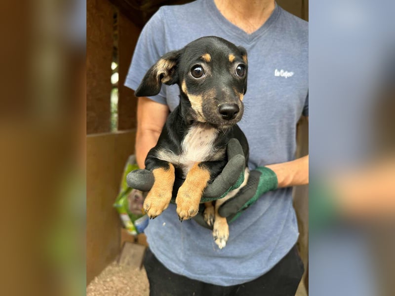 Donna, geboren 02.07.2025 sucht tierliebe Menschen