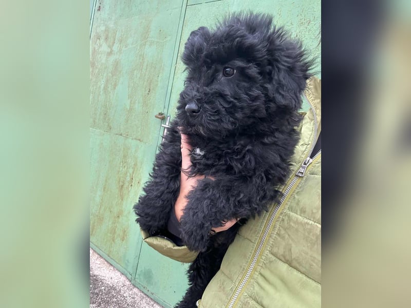 Cooper, geboren 04.09.2025, 20cm sucht seine Menschen