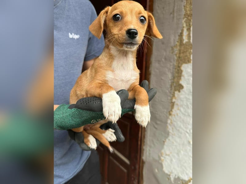Dolly, geboren 02.07.2025 sucht ihr Zuhause