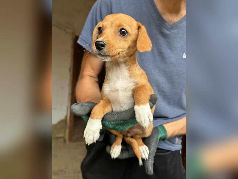 Dolly, geboren 02.07.2025 sucht ihr Zuhause