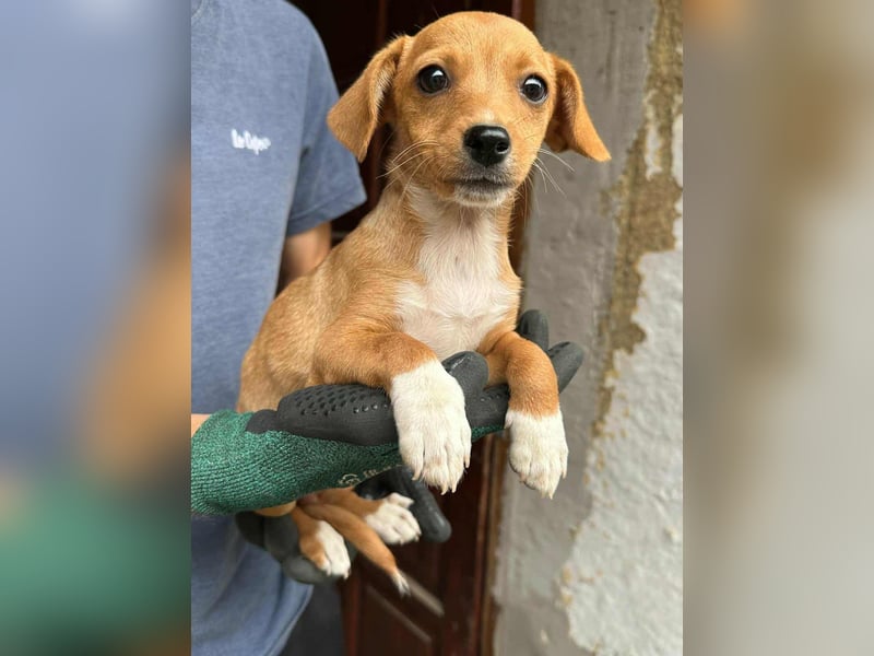 Dolly, geboren 02.07.2025 sucht ihr Zuhause