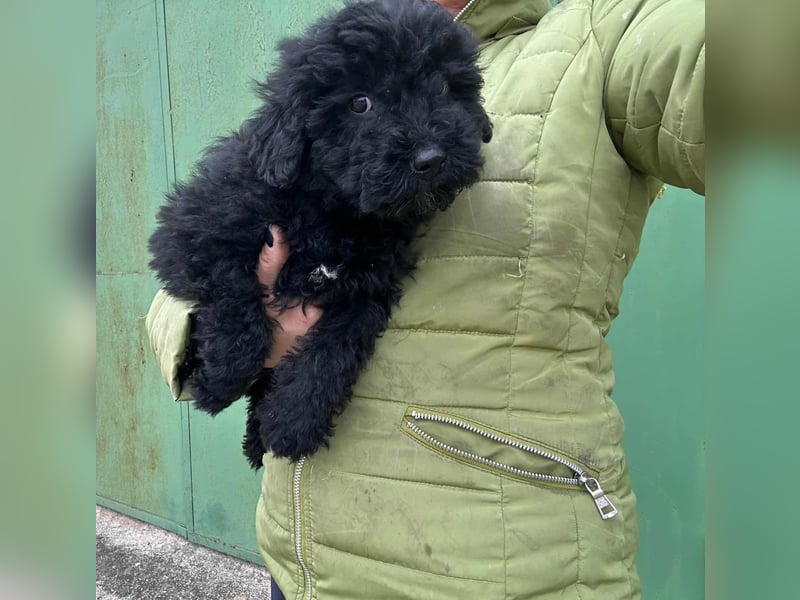 Cooper, geboren 04.09.2025, 20cm sucht seine Menschen