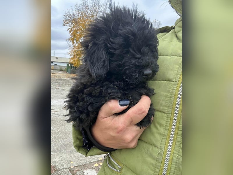 Luca, geboren 04.09.2025, 20cm sucht ihr Körbchen