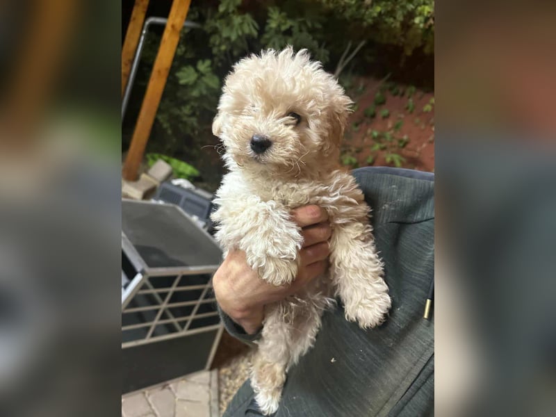 Teddy, geboren 04.09.2025, 20cm sucht sein Körbchen