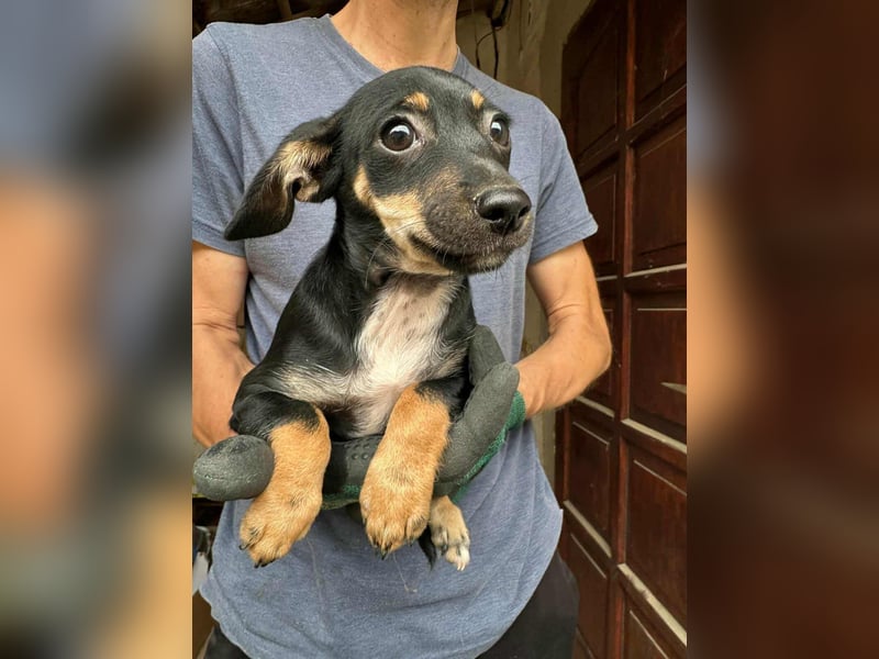 Donna, geboren 02.07.2025 sucht tierliebe Menschen