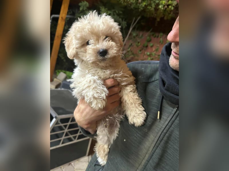 Teddy, geboren 04.09.2025, 20cm sucht sein Körbchen