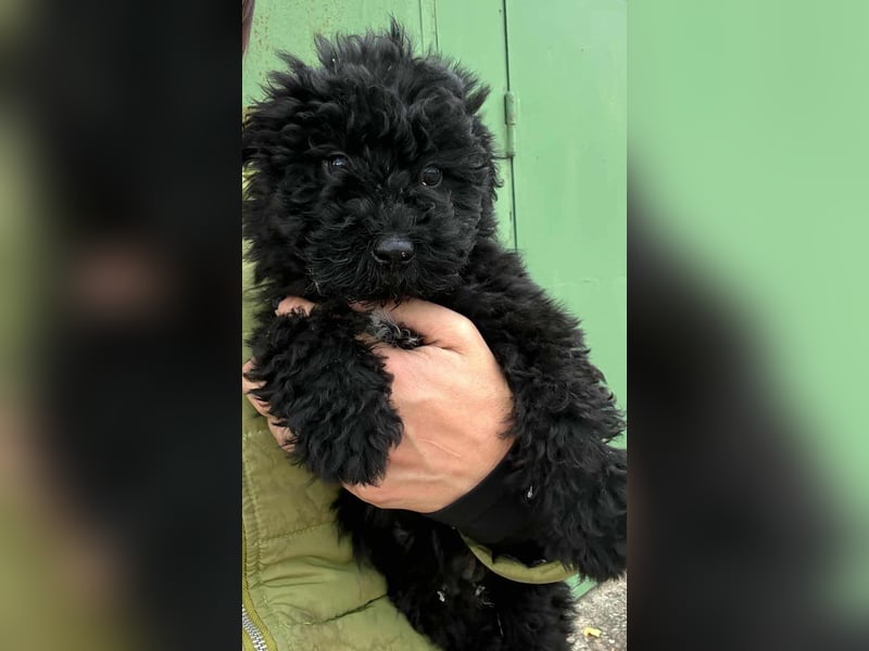 Virag, geboren 04.09.2025, 19cm sucht ihre Chance