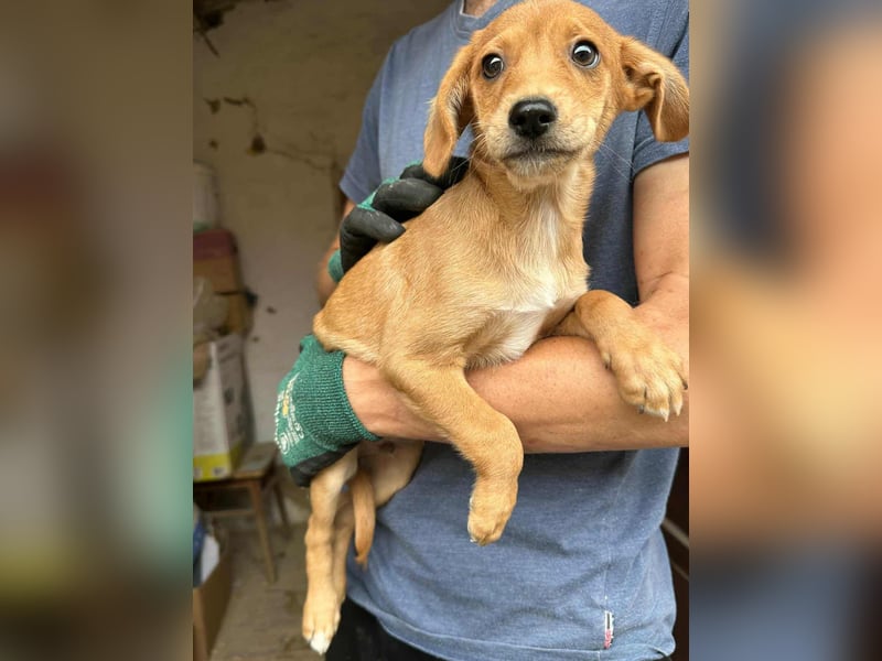 Dennis, geboren 02.07.2025 sucht seine Chance