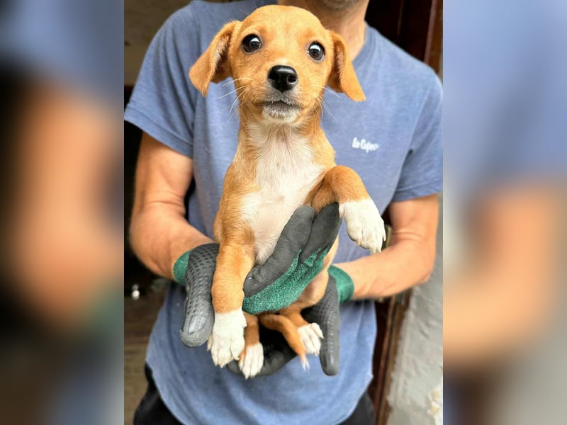 Dolly, geboren 02.07.2025 sucht ihr Zuhause