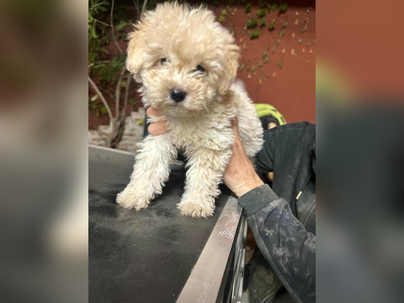 Teddy, geboren 04.09.2025, 20cm sucht sein Körbchen