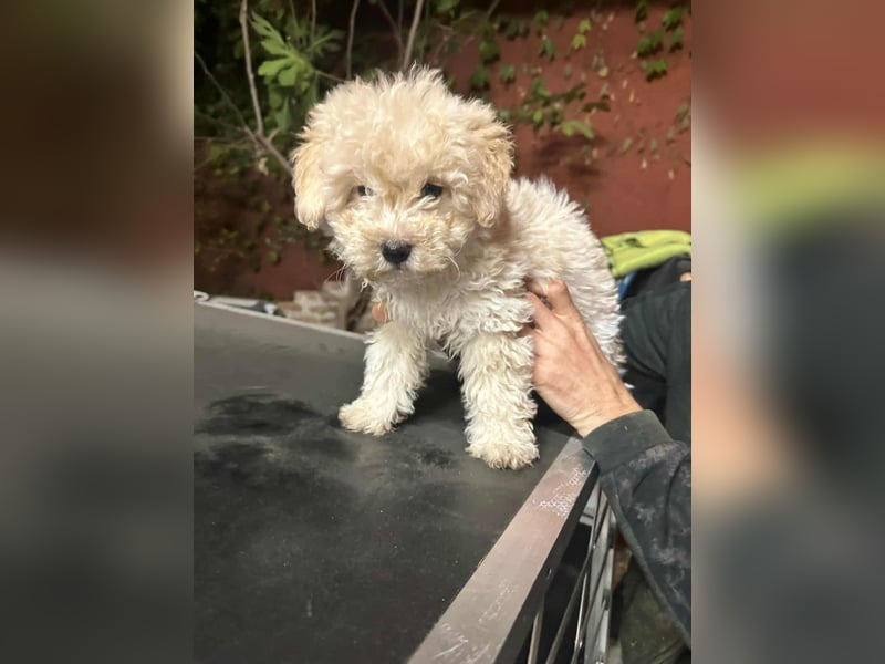 Teddy, geboren 04.09.2025, 20cm sucht sein Körbchen