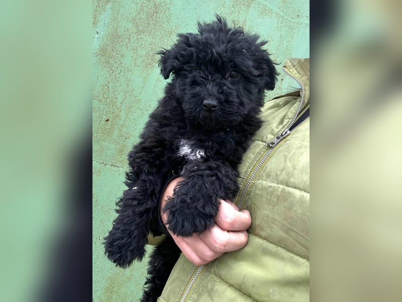 Virag, geboren 04.09.2025, 19cm sucht ihre Chance