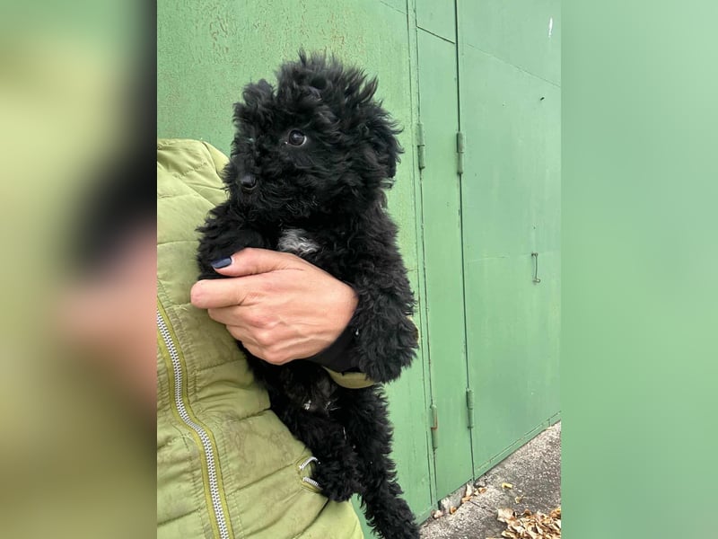 Virag, geboren 04.09.2025, 19cm sucht ihre Chance