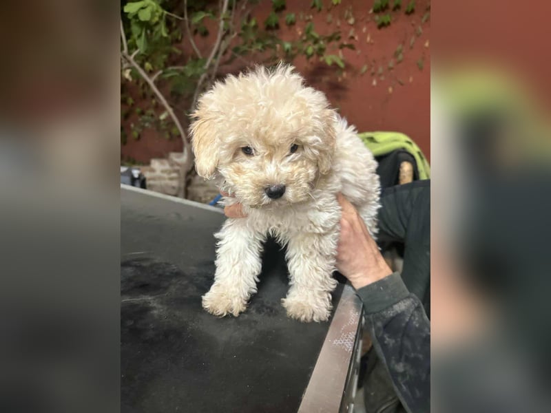 Teddy, geboren 04.09.2025, 20cm sucht sein Körbchen