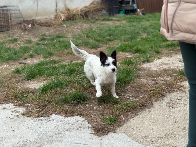 Lulu, geboren 10.04.2024, 27cm sucht ihr Körbchen